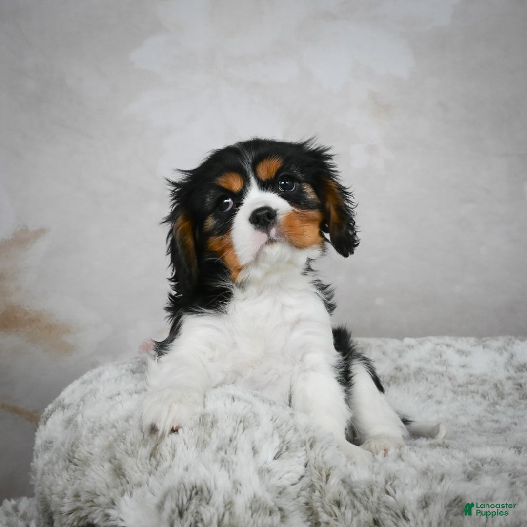 Cavalier King Charles Spaniel dogs for sale: Lincoln - Ad 8