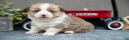 Welsh Corgi Pembroke dogs for sale: Kit Kat - Ad 1