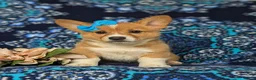 Welsh Corgi Pembroke dogs for sale: Matilda AKC Registered - Ad 2