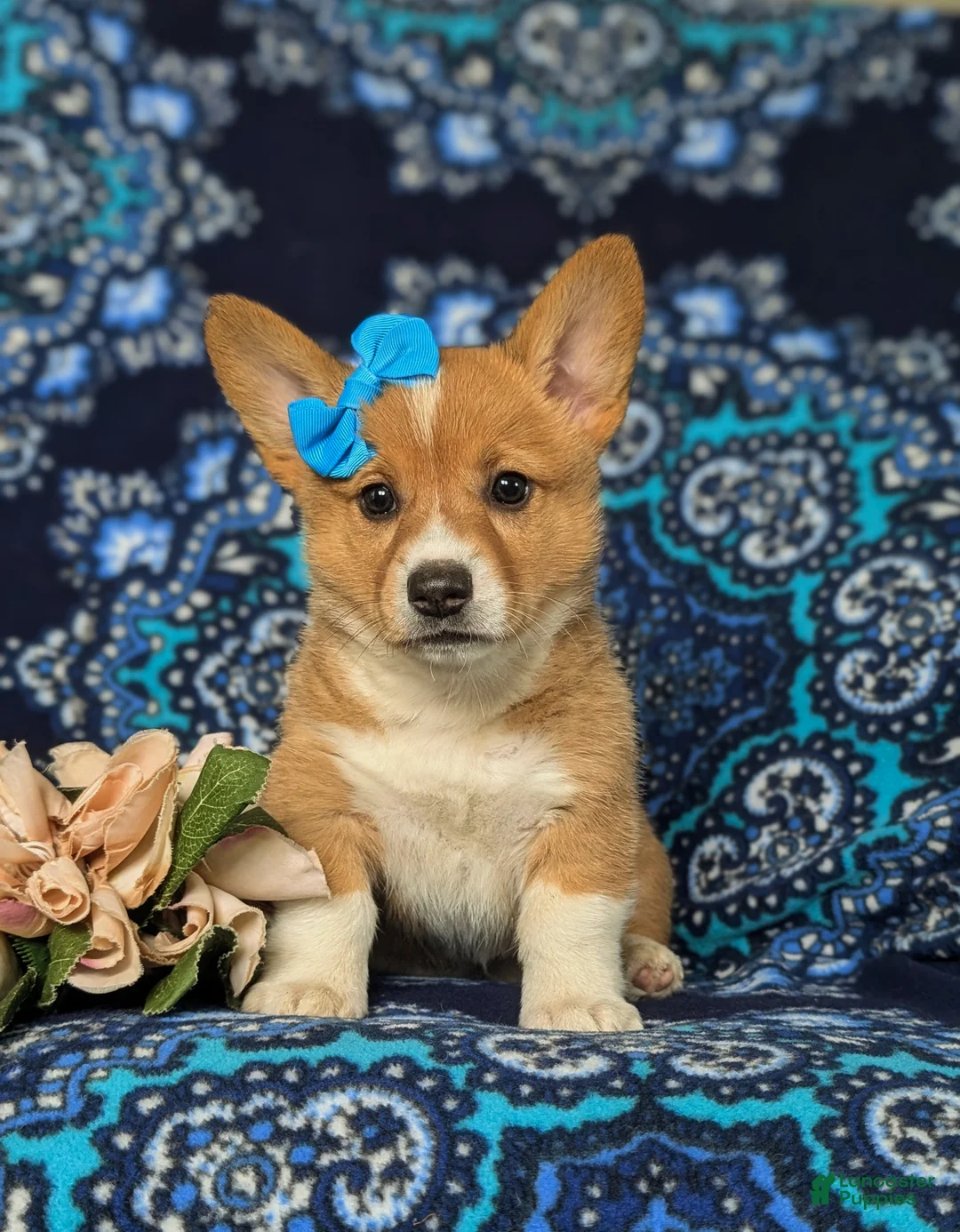Welsh Corgi Pembroke dogs for sale: Matilda AKC Registered - Ad 2