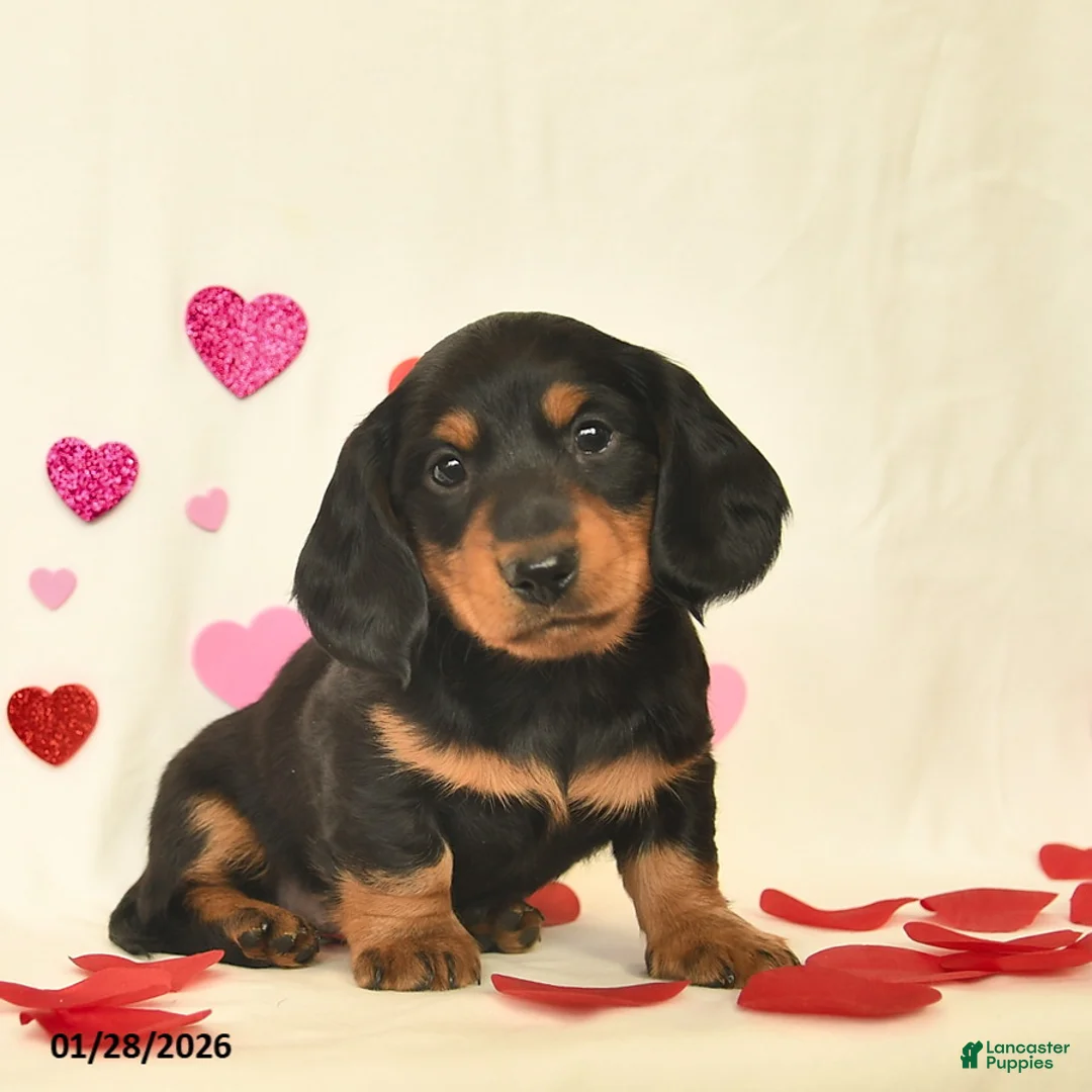 Miniature Dachshund dogs for sale: Otto - Ad 4