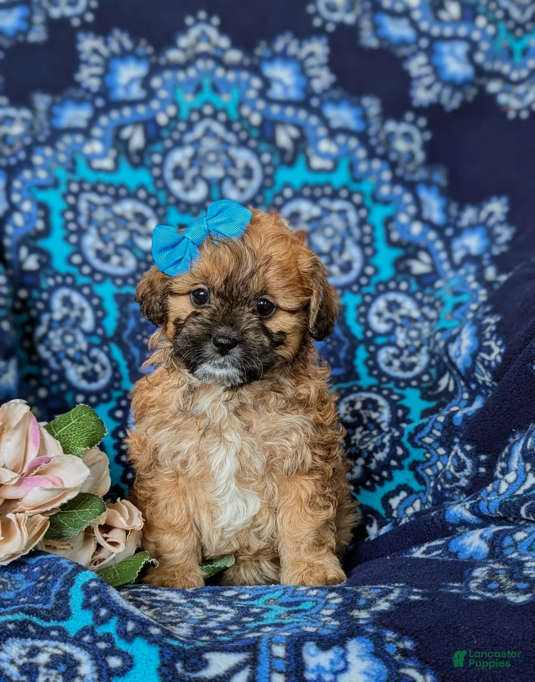 Shihpoo dogs for sale: Jenny - Ad 2