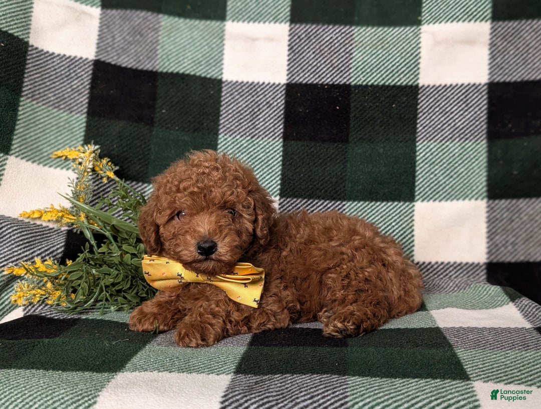 Toy Poodle dogs for sale: Walker - Ad 5