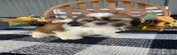 Shih Tzu dogs for sale: Sadie - Ad 7