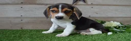 Beagle dogs for sale: Blue Eye Jack - Ad 3