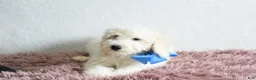 Goldendoodle dogs for sale: Goldendoodle Puppy 6 - Ad 5