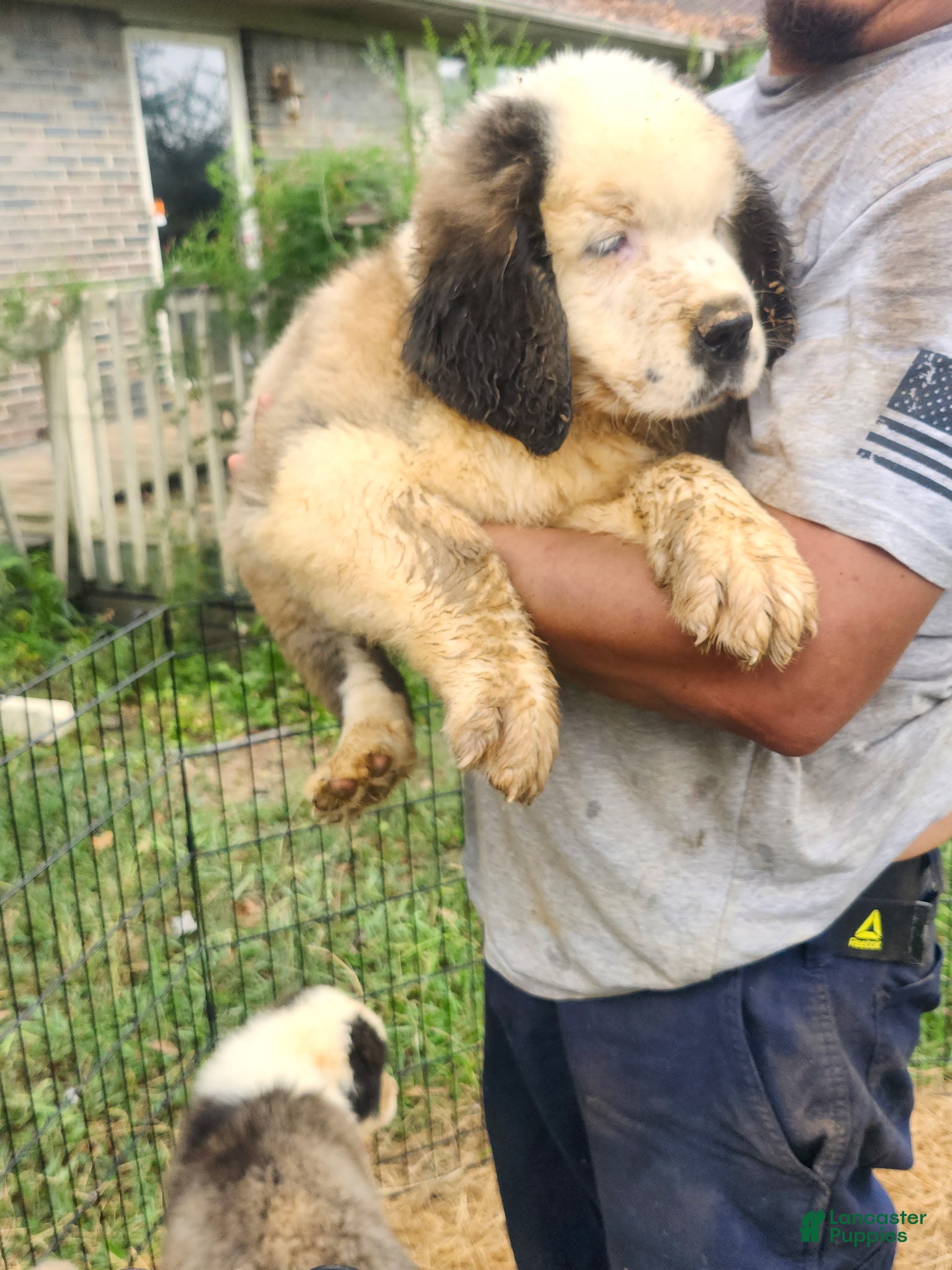 Saint Bernard dogs for sale: Saint Bernard 1 - Ad 10