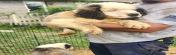 Saint Bernard dogs for sale: Saint Bernard 1 - Ad 1