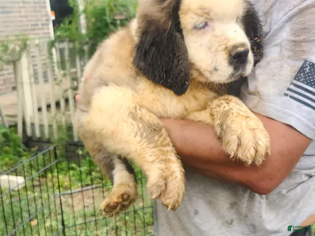 Saint Bernard dogs for sale: Saint Bernard 1 - Ad 10