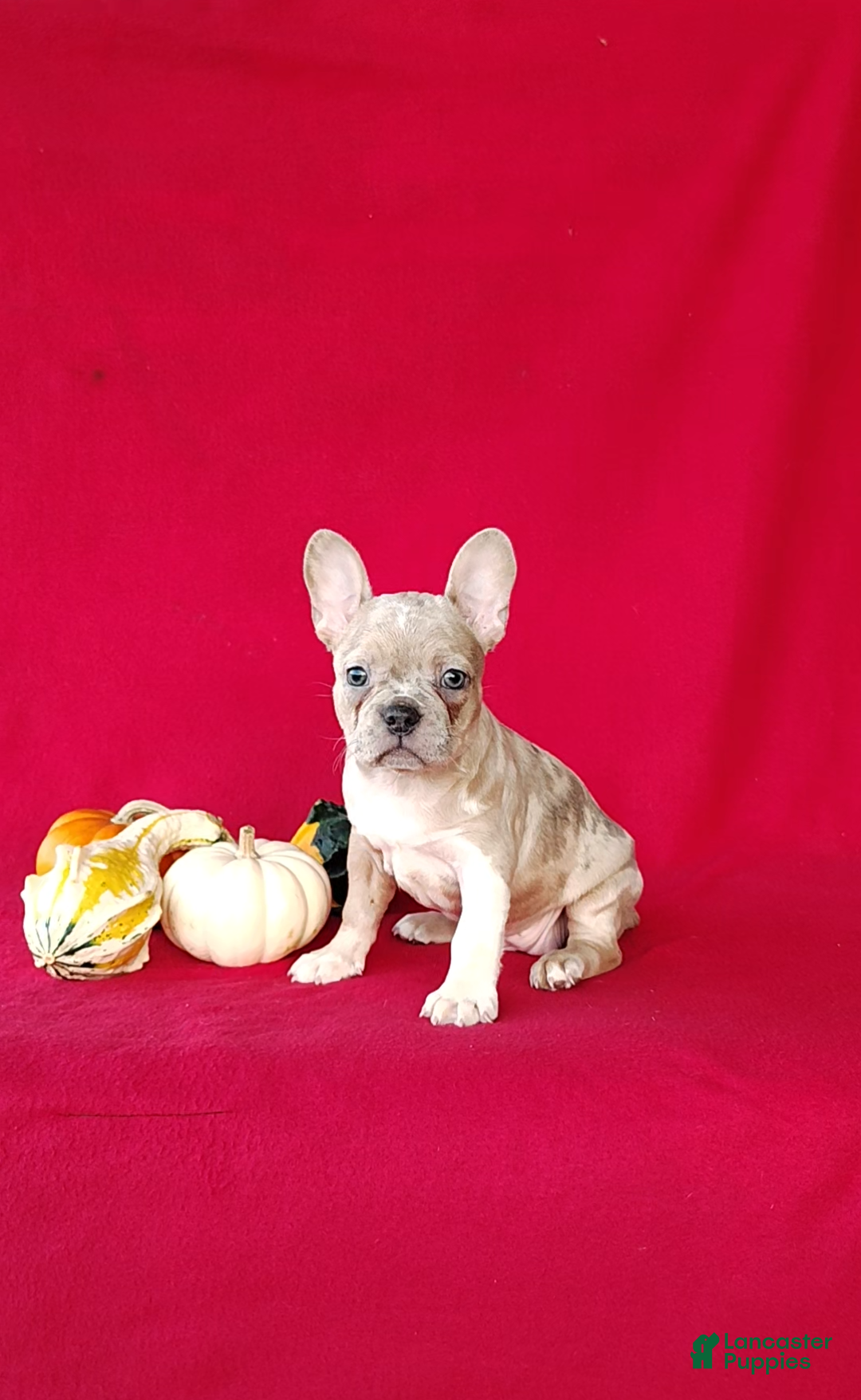 Frenchton dogs Reba - Ad 1