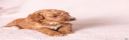 Miniature Poodle dogs for sale: Glee - Ad 11