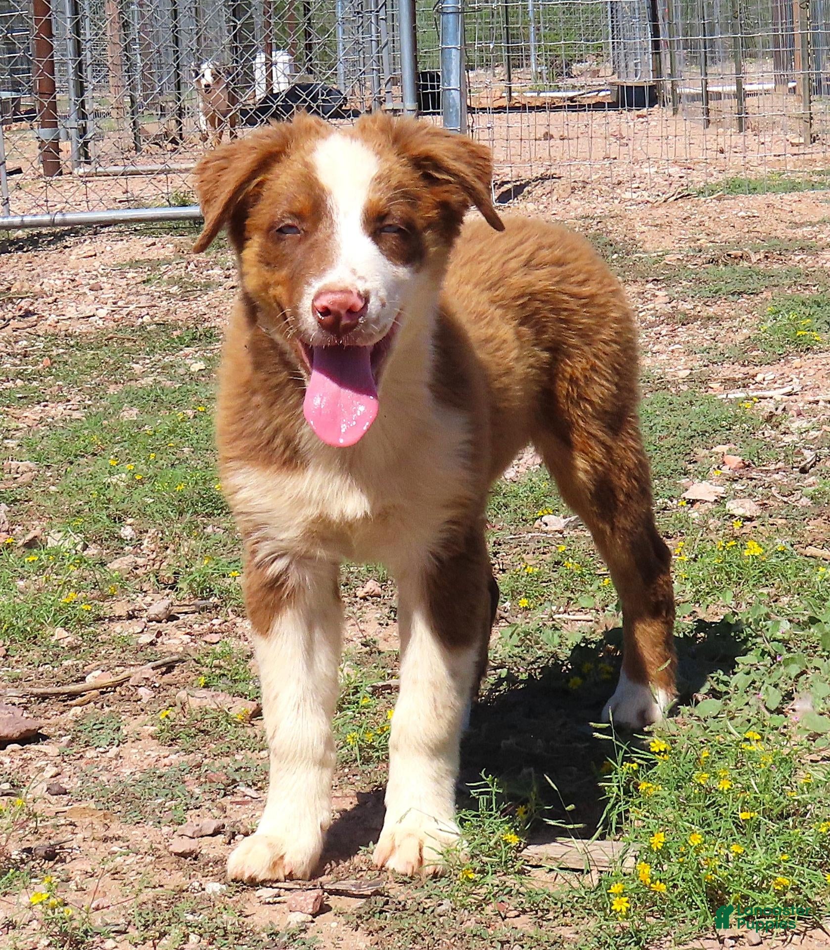 Australian Shepherd dogs Red tri male with blue eyes - Ad 1