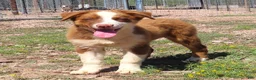 Australian Shepherd dogs for sale: Red tri male with blue eyes - Ad 1