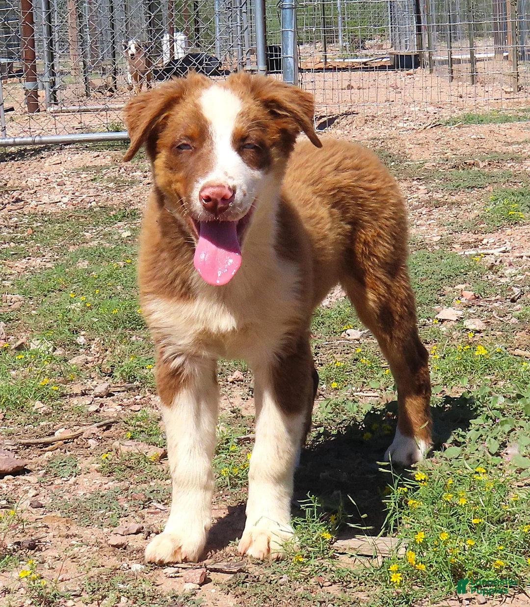 Australian Shepherd dogs for sale: Red tri male with blue eyes - Ad 1