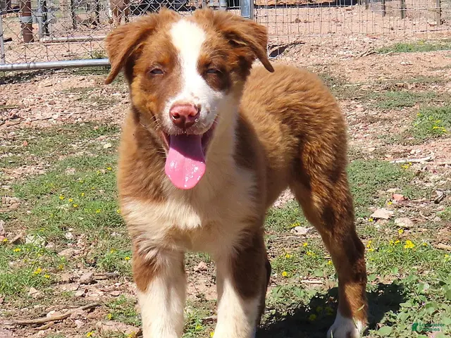 Australian Shepherd dogs Red tri male with blue eyes - Ad 1