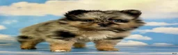 Pomeranian dogs for sale: Tipton - Ad 20