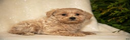 Bichpoo dogs for sale: Roxanne - Ad 3