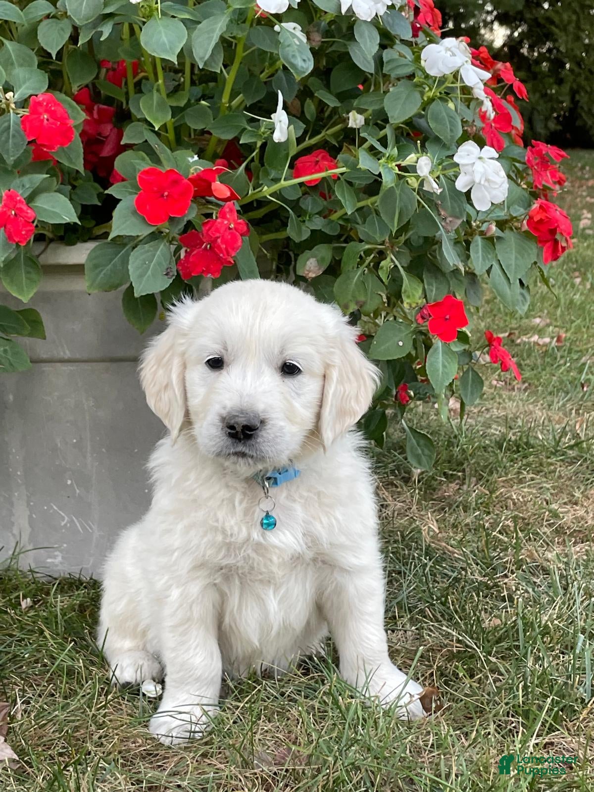 Golden Retriever dogs Buddy - Ad 1