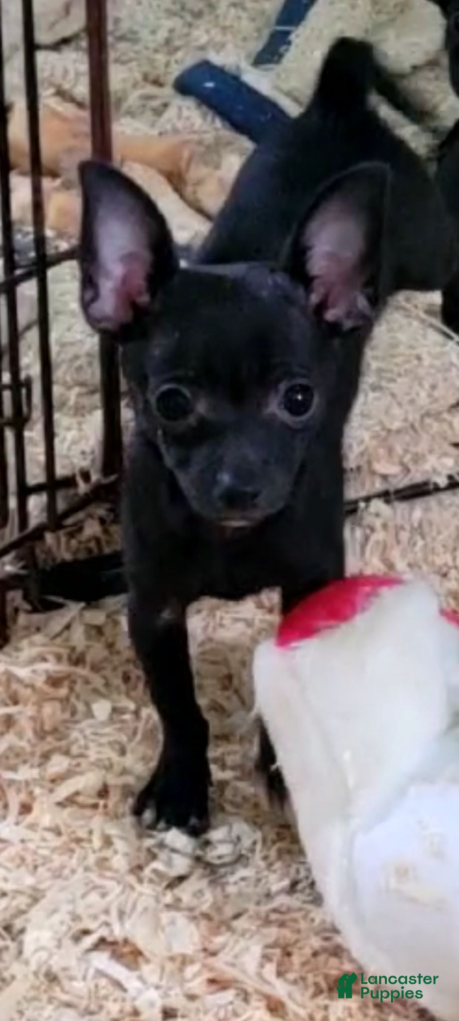 Chihuahua dogs Mickey - Ad 7