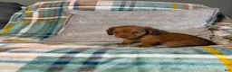 Miniature Dachshund dogs for sale: Jasper - Ad 11