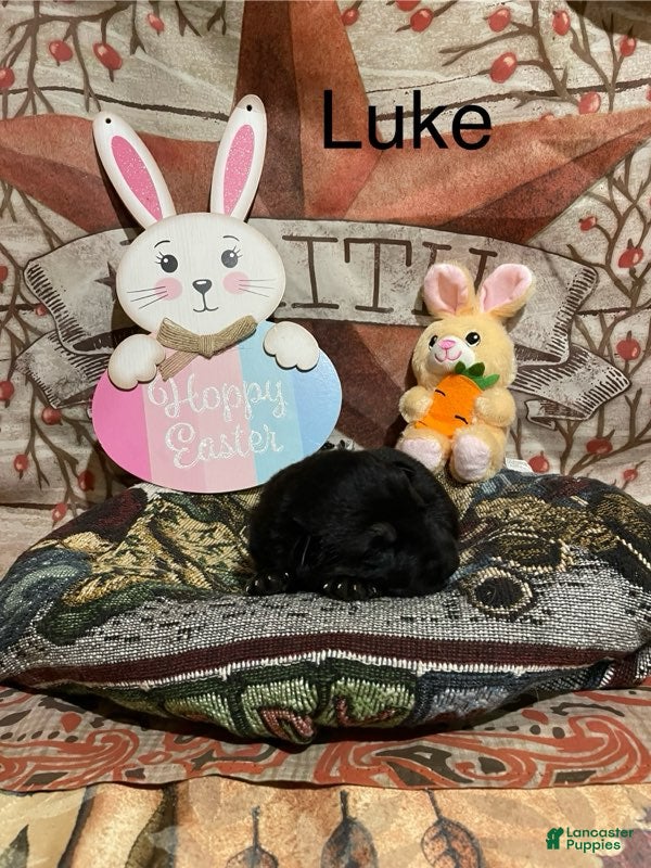 German Shepherd dogs German Shepherd Puppy 2 - Ad 17