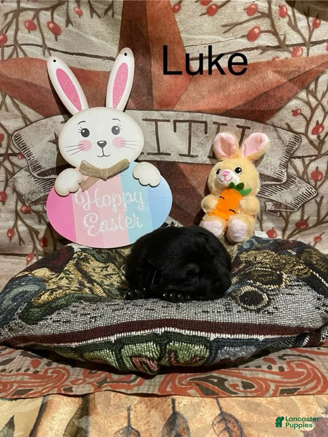 German Shepherd dogs for sale: German Shepherd Puppy 2 - Ad 1