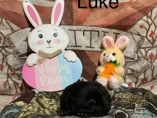 German Shepherd dogs German Shepherd Puppy 2 - Ad 17