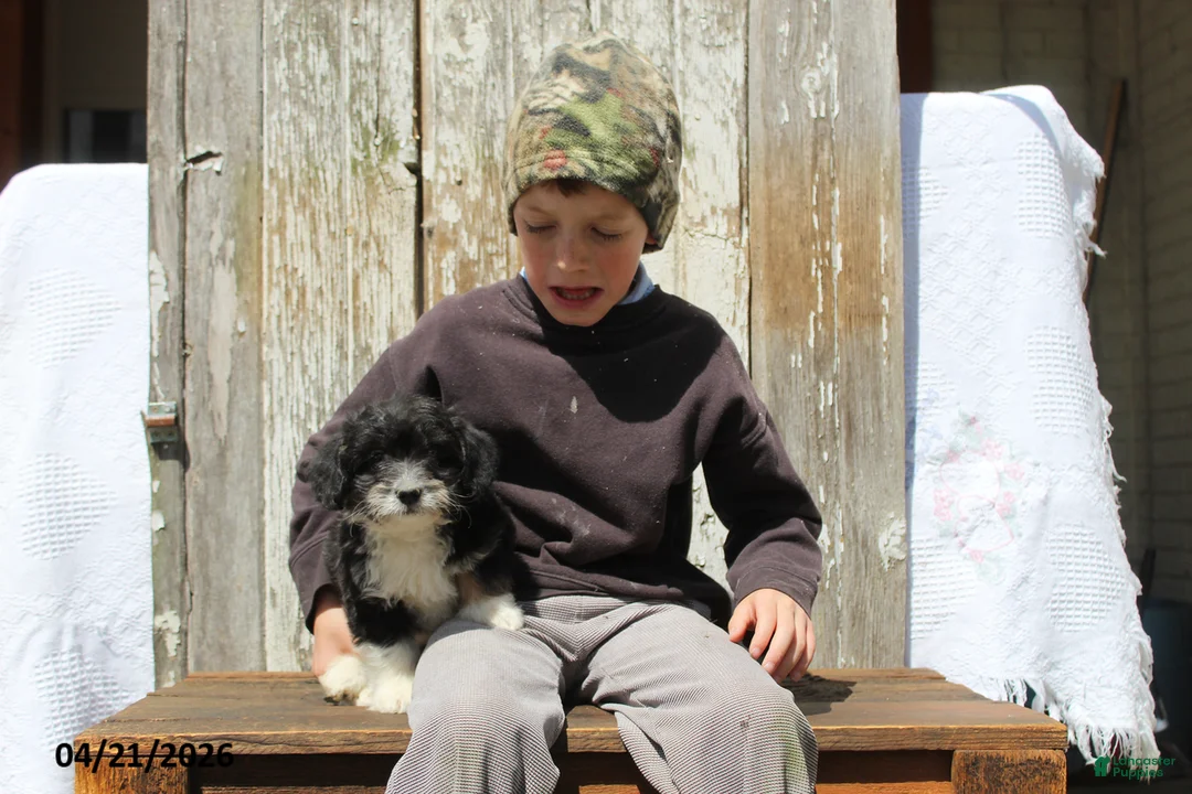 Corgipoo dogs for sale: Wilson - Ad 7