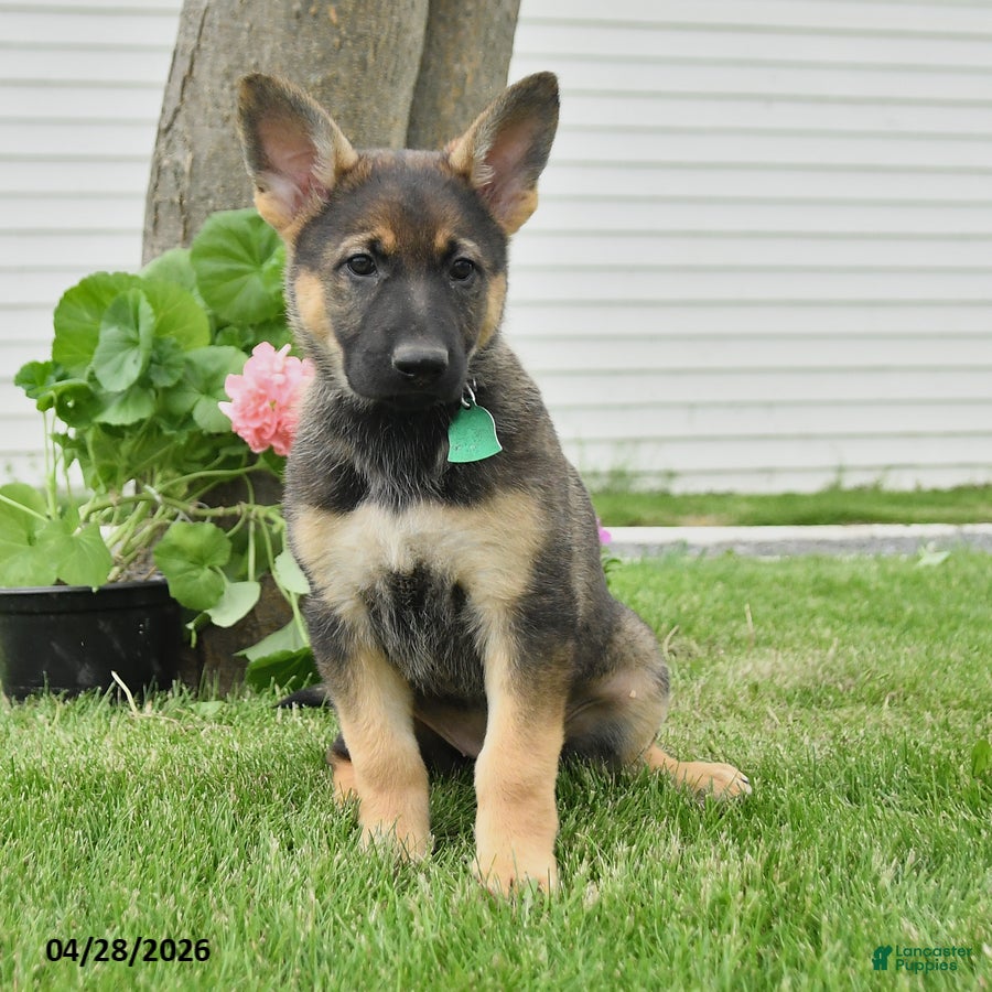 German Shepherd dogs Darcie - Ad 2