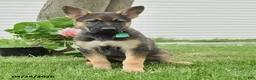 German Shepherd dogs for sale: Darcie - Ad 2
