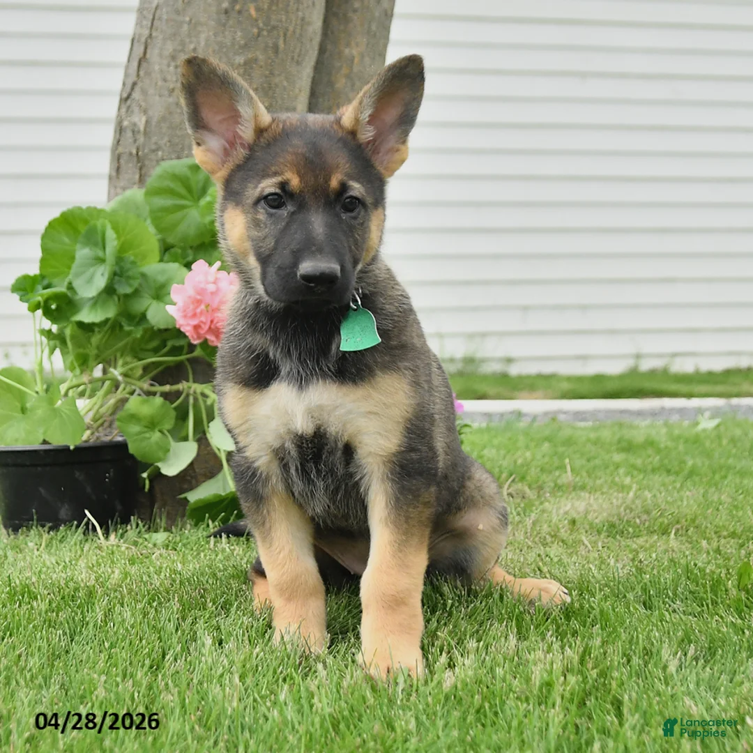 German Shepherd dogs for sale: Darcie - Ad 2