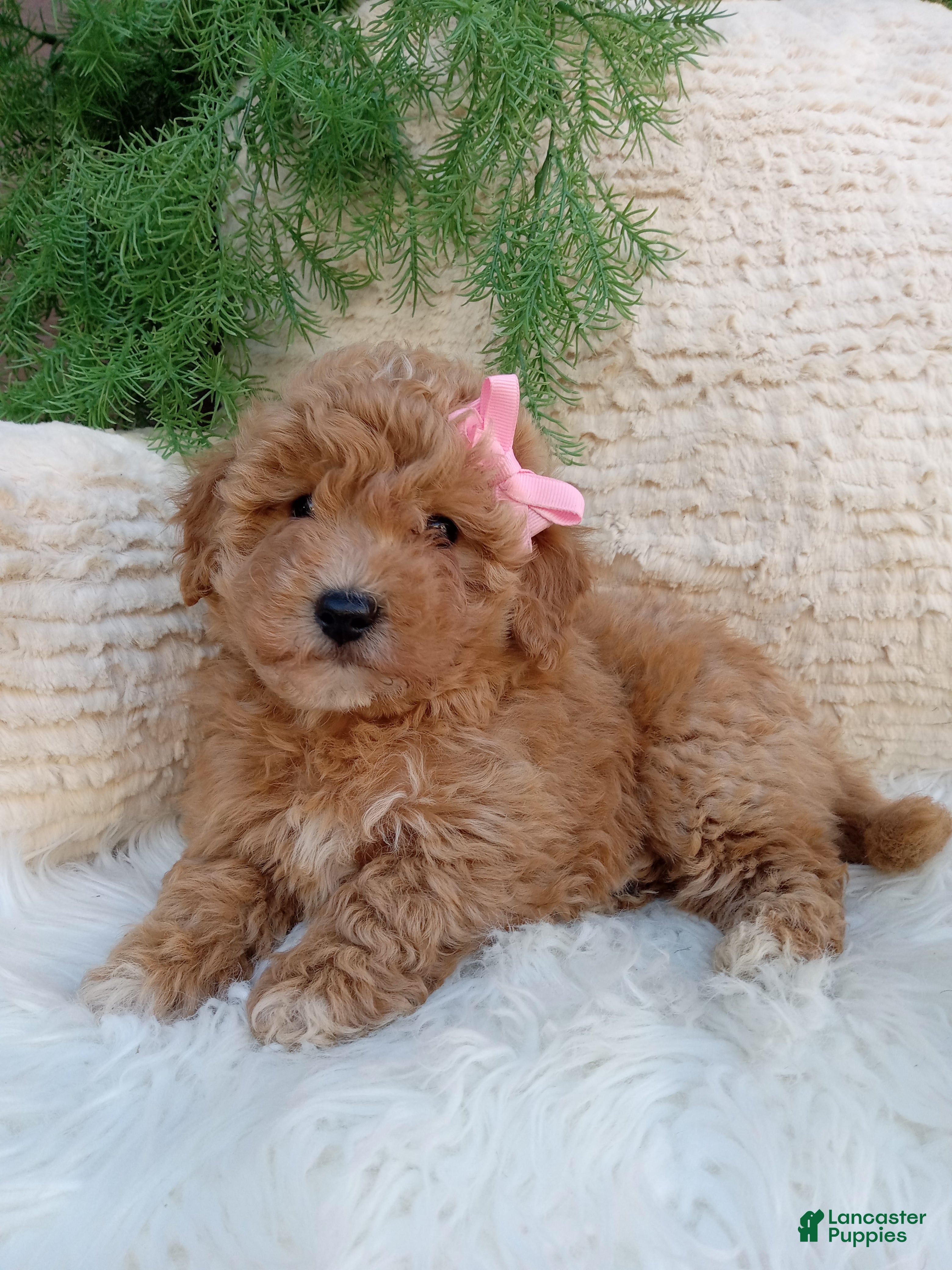 Willow (Poochon, Female) in Sugarcreek, OH
