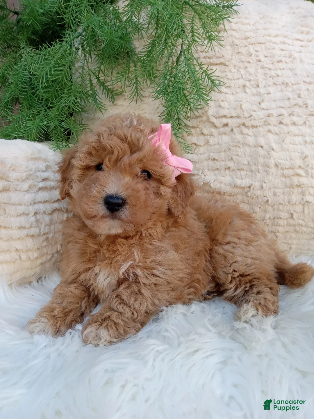Bichpoo dogs for sale: Willow  - Ad 1