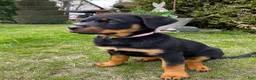 Rottweiler dogs for sale: Hailey - Ad 3