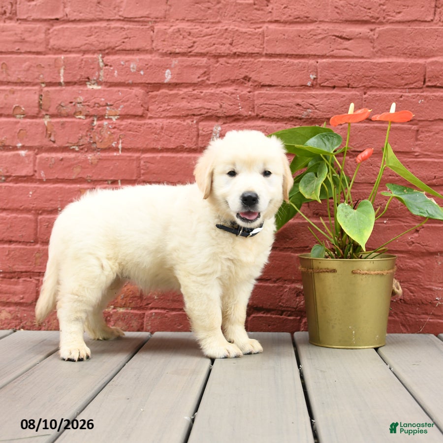 Golden Retriever dogs Vicki - Ad 2