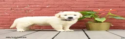 Golden Retriever dogs for sale: Vicki - Ad 2