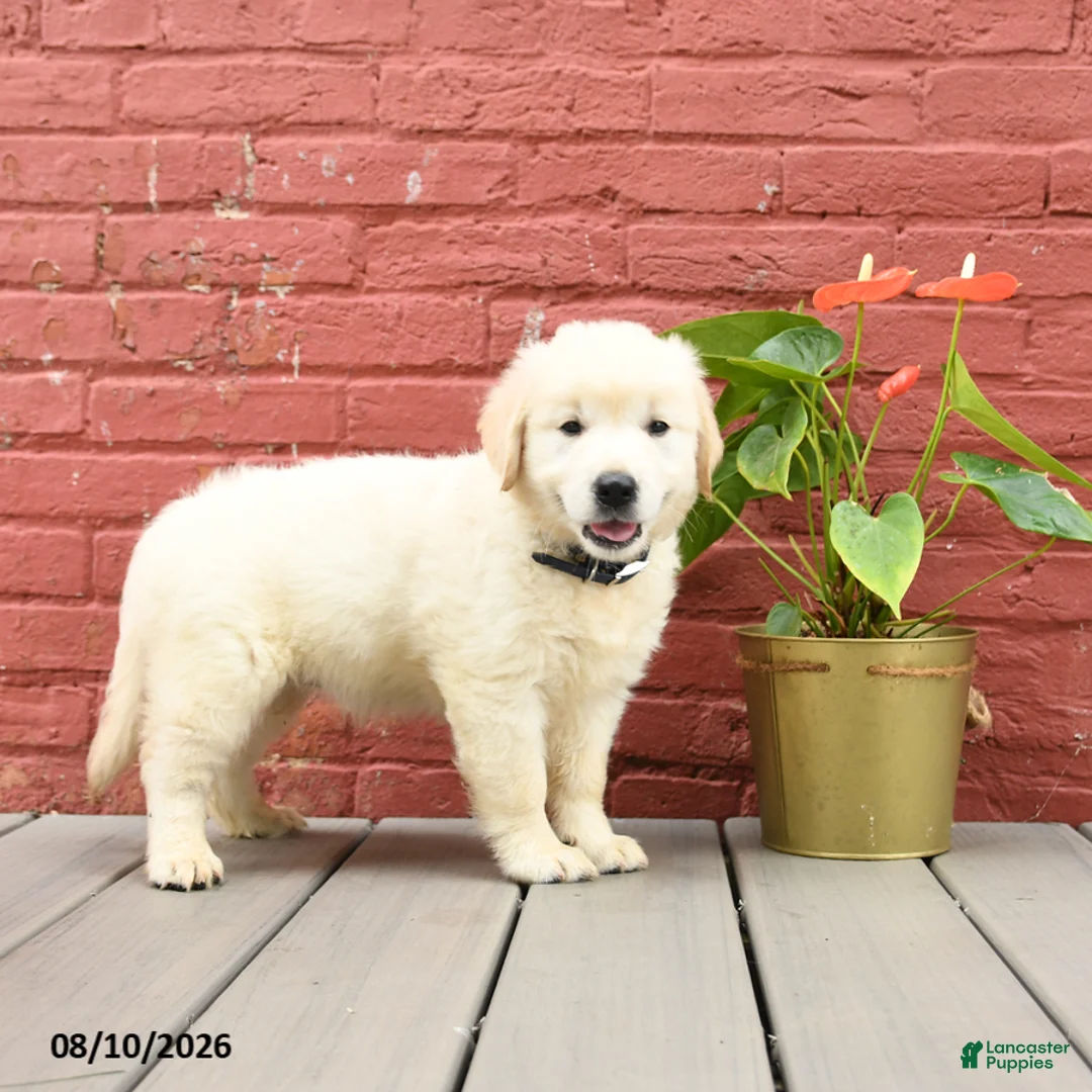 Golden Retriever dogs for sale: Vicki - Ad 2