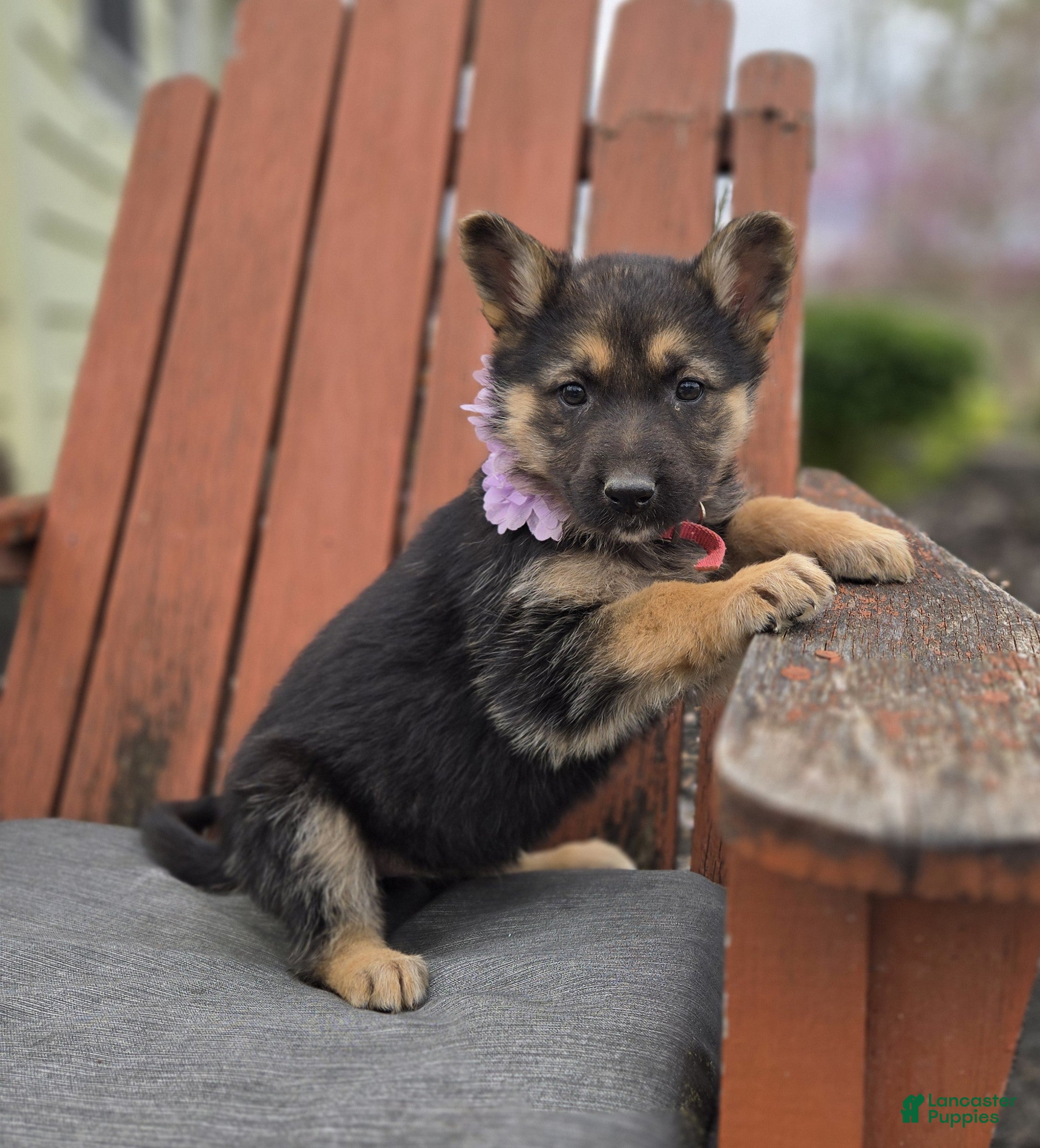 German Shepherd dogs Kassidy - Ad 1