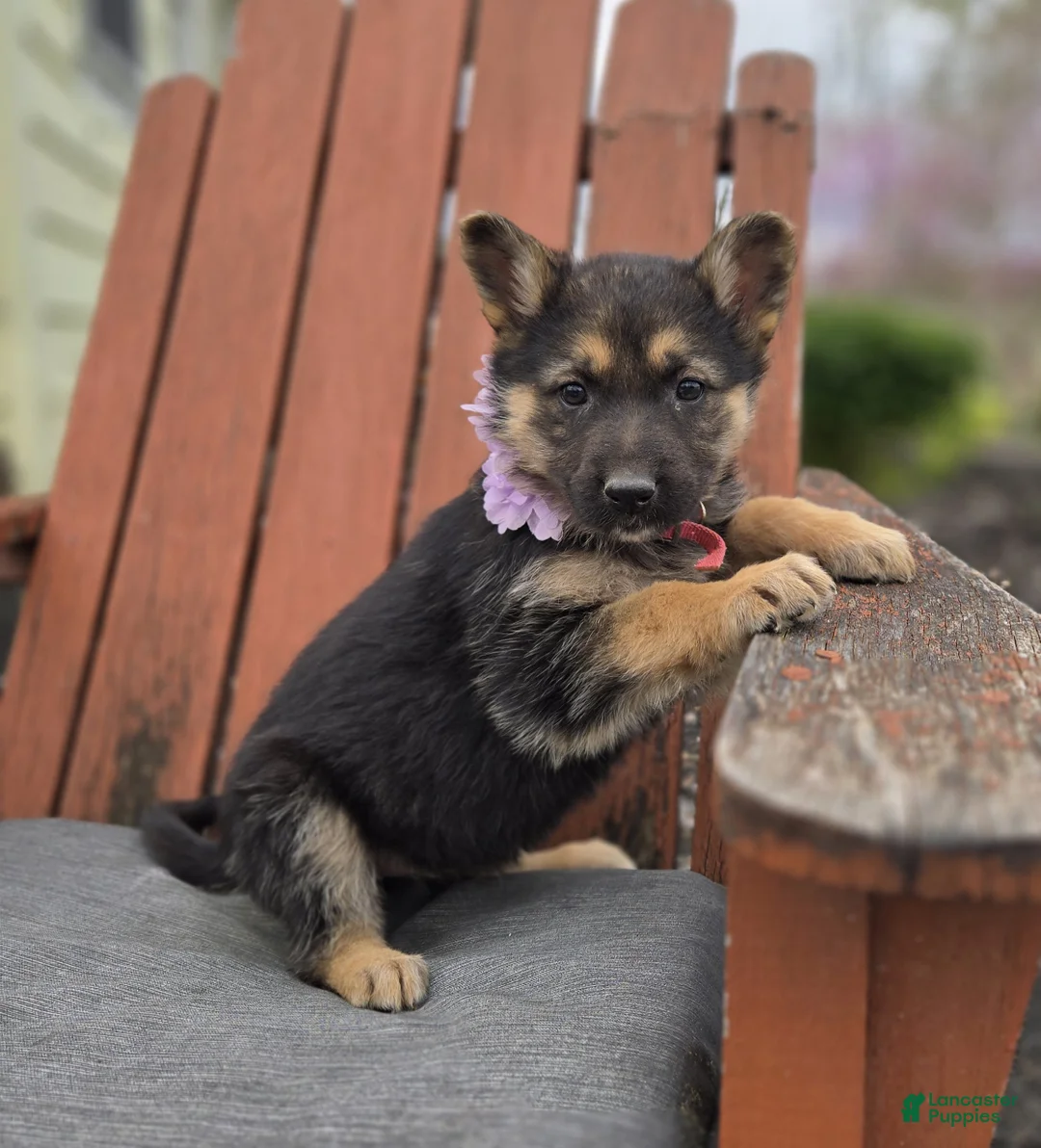 German Shepherd dogs for sale: Kassidy - Ad 1