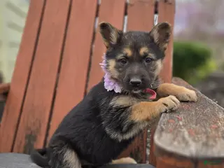 German Shepherd dogs for sale: Kassidy - Ad 1