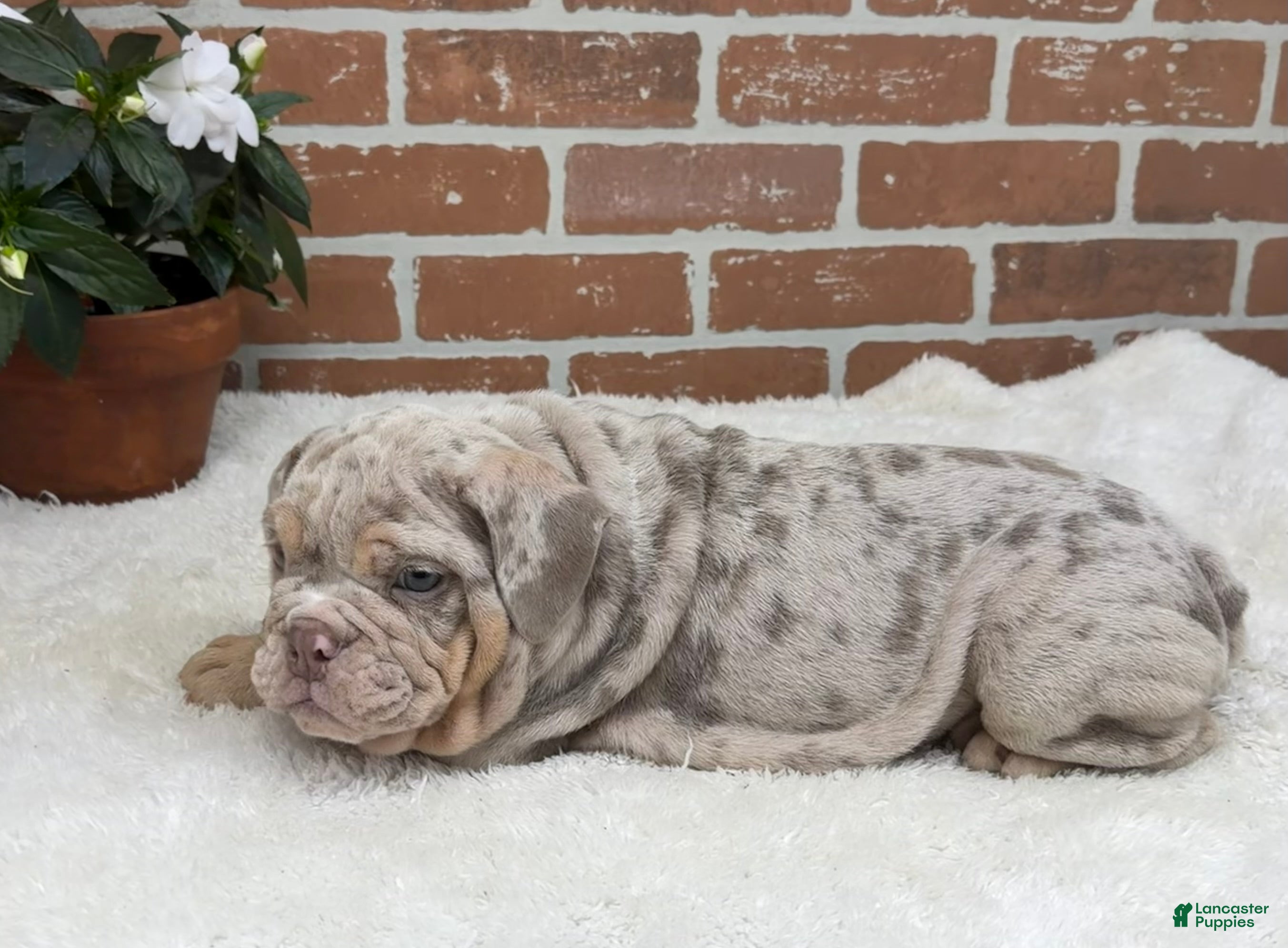 English Bulldog dogs Sampson - Ad 1