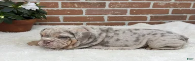 Sampson