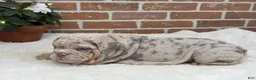 English Bulldog dogs for sale: Sampson - Ad 1