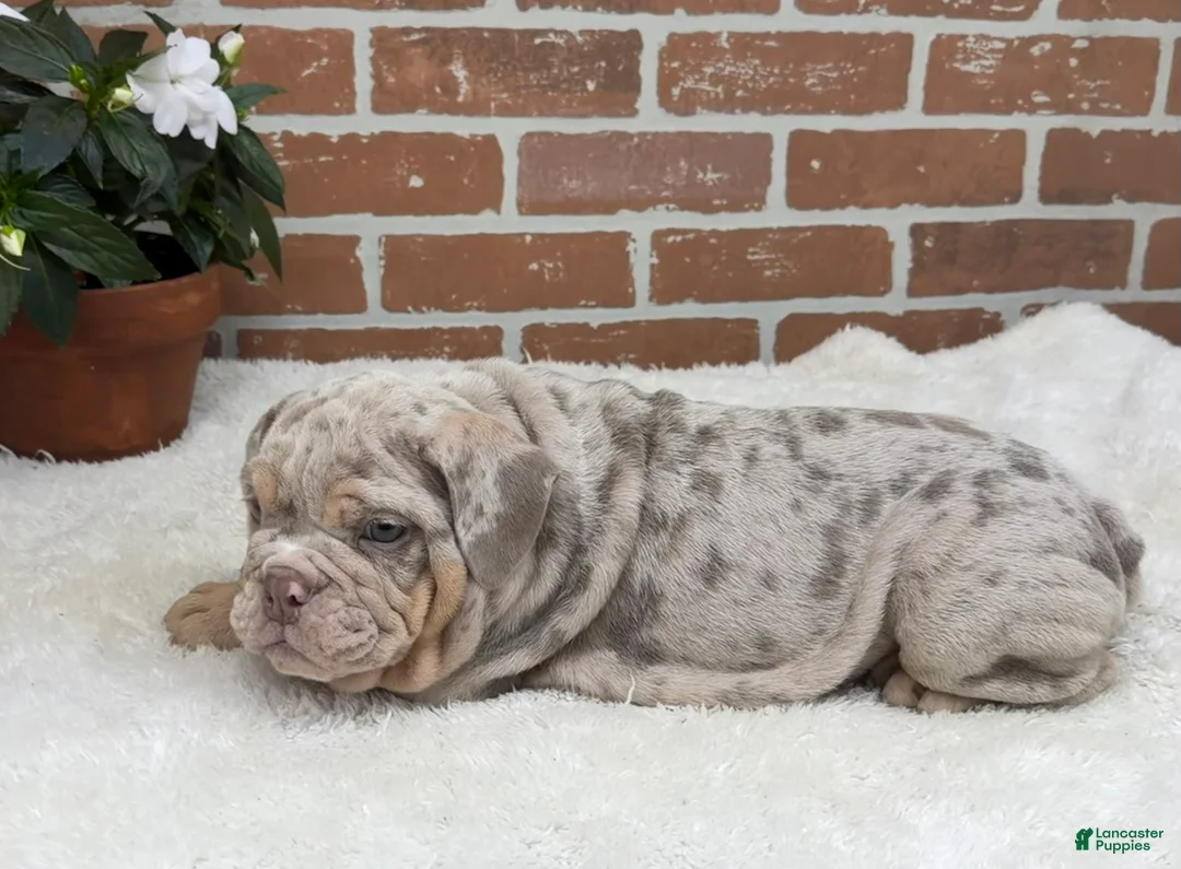 English Bulldog dogs for sale: Sampson - Ad 1