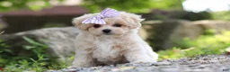 Maltipoo dogs for sale: Poppie - Ad 4