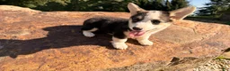 Welsh Corgi Pembroke dogs for sale: Kelsy - Ad 14