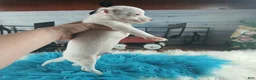 Chihuahua dogs for sale: Male teacup chihuahua. Hand delivery - Ad 10
