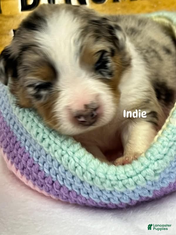 Australian Shepherd dogs Indie on hold  - Ad 24