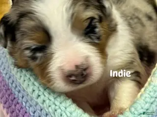 Australian Shepherd dogs Indie on hold - Ad 24