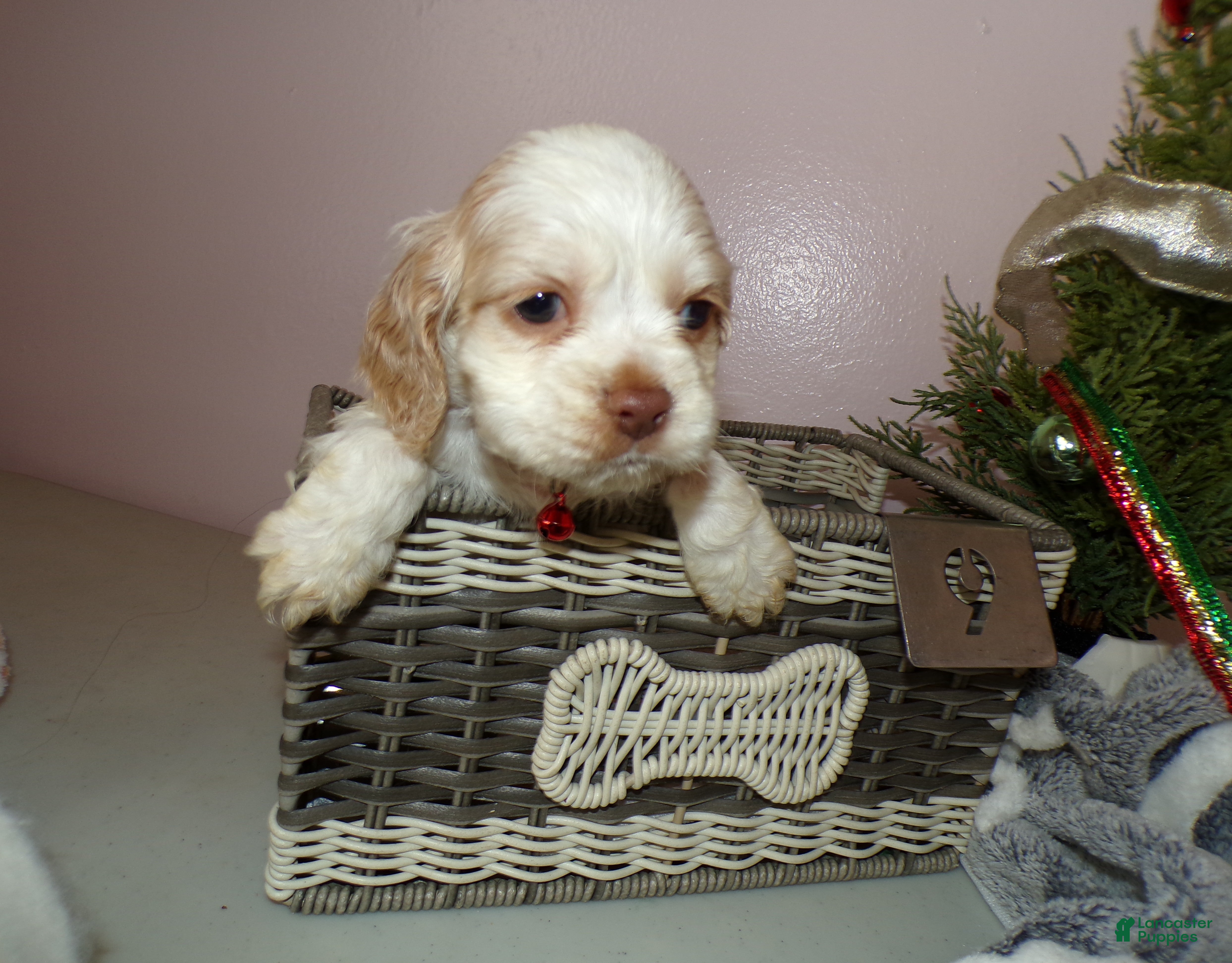 Cocker Spaniel dogs Cocker Spaniel Puppy 2 Max - Ad 37